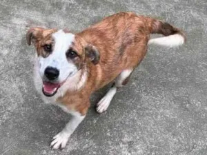 Cachorro raça SRD-ViraLata idade 2 anos nome Derek 