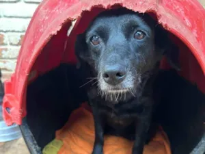 Cachorro raça SRD-ViraLata idade 4 anos nome Lucca