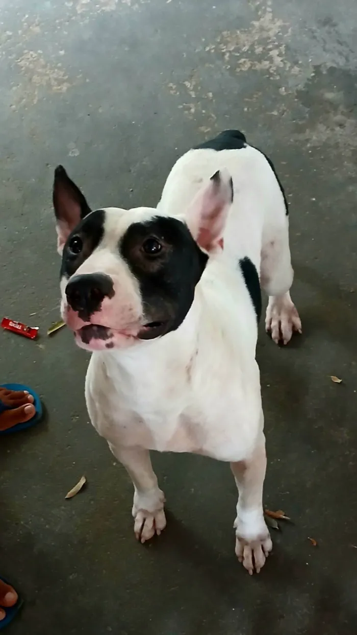 Cachorro ra a Pit-Bull idade 2 anos nome Luffi 