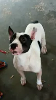 Luffi