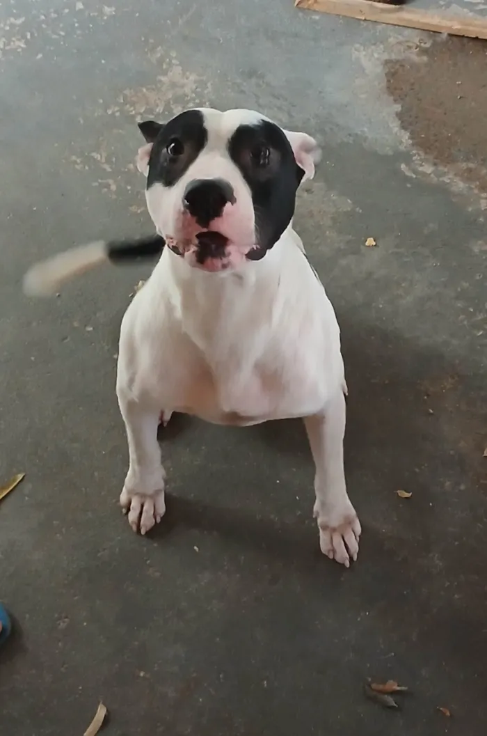 Cachorro ra a Pit-Bull idade 2 anos nome Luffi 
