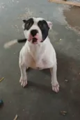 Luffi