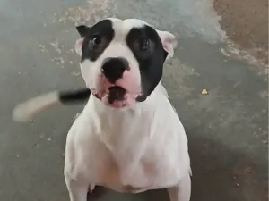 Cachorro raça Pit-Bull idade 2 anos nome Luffi 