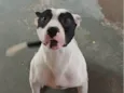 Luffi