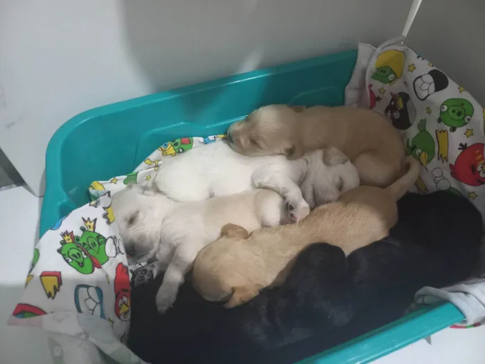 Cachorro ra a SRD-ViraLata idade Abaixo de 2 meses nome Aínda não tem