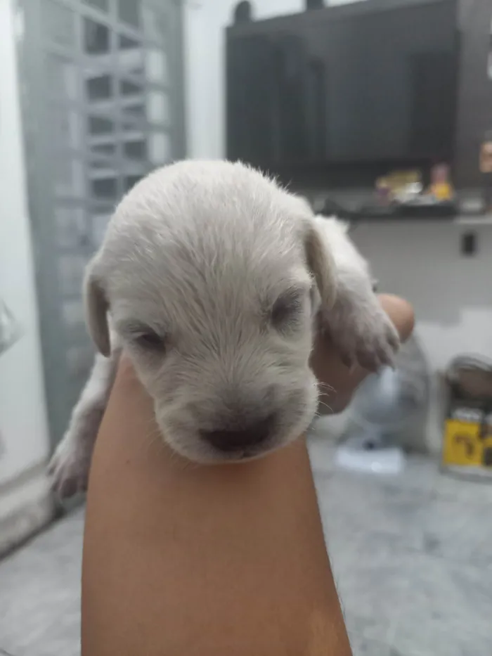 Cachorro ra a SRD-ViraLata idade Abaixo de 2 meses nome Aínda não tem