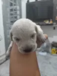 Aínda não tem