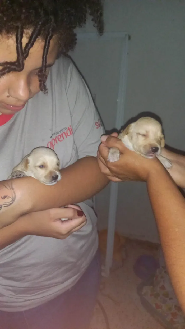 Cachorro ra a SRD-ViraLata idade Abaixo de 2 meses nome Aínda não tem