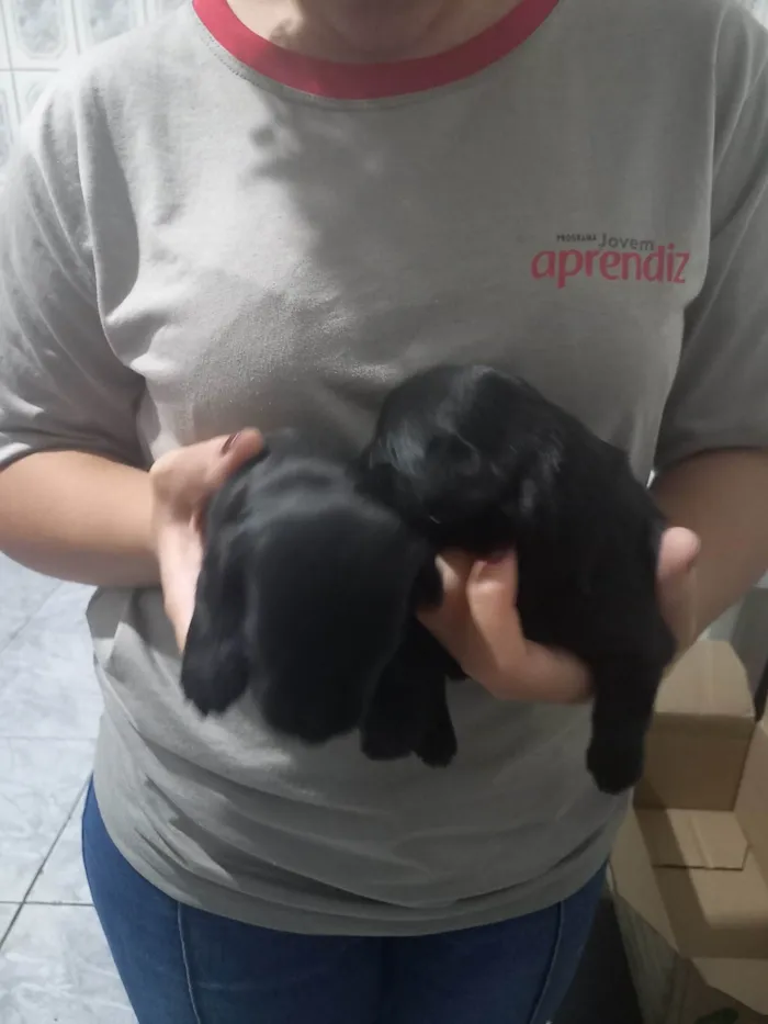 Cachorro ra a SRD-ViraLata idade Abaixo de 2 meses nome Aínda não tem