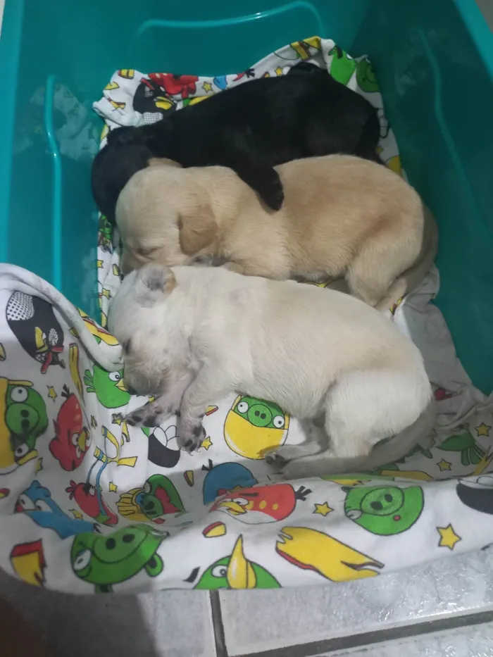 Cachorro ra a SRD-ViraLata idade Abaixo de 2 meses nome Aínda não tem