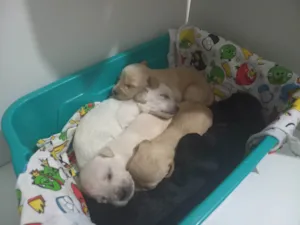 Cachorro raça SRD-ViraLata idade Abaixo de 2 meses nome Aínda não tem
