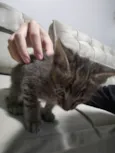 pitufo