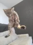 pitufo