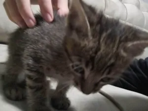 Gato raça SRD-ViraLata idade 2 a 6 meses nome pitufo