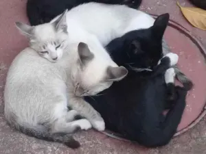 Gato raça Sem raça idade 2 a 6 meses nome Sem nome
