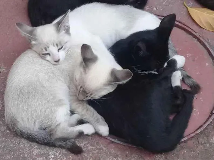 Gato ra a Sem raça idade 2 a 6 meses nome Sem nome