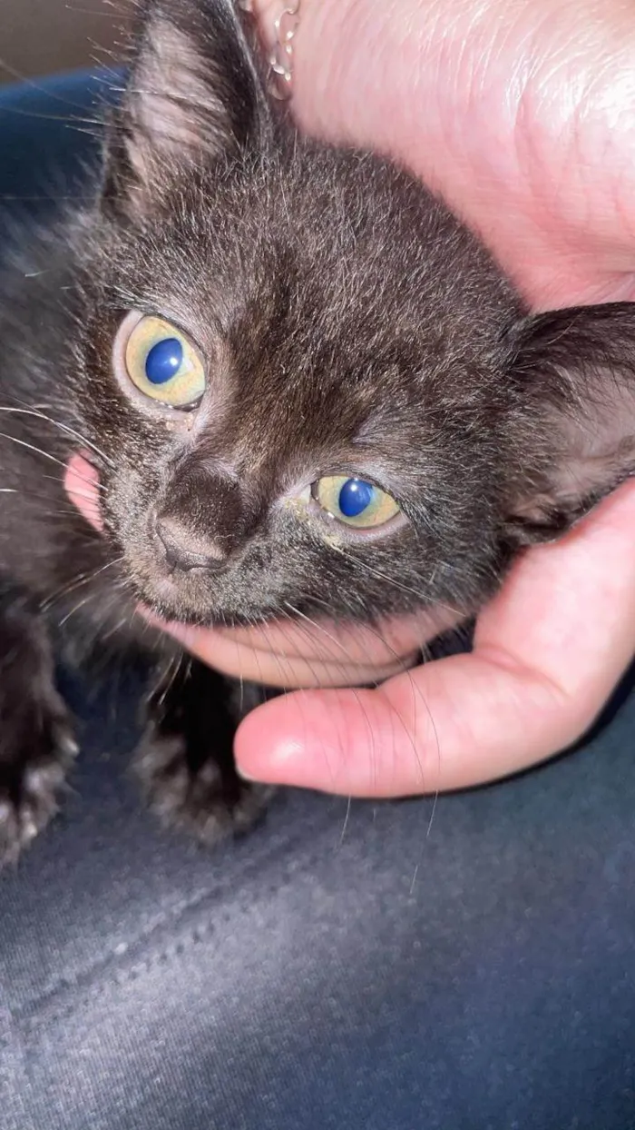 Gato ra a SRD-ViraLata idade Abaixo de 2 meses nome Negona