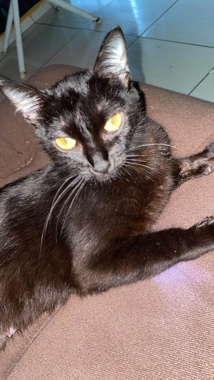 Gato ra a SRD-ViraLata idade Abaixo de 2 meses nome Negona