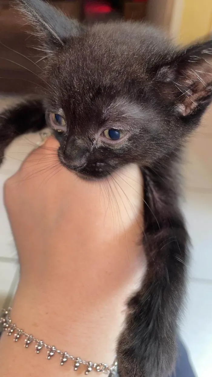Gato ra a SRD-ViraLata idade Abaixo de 2 meses nome Negona