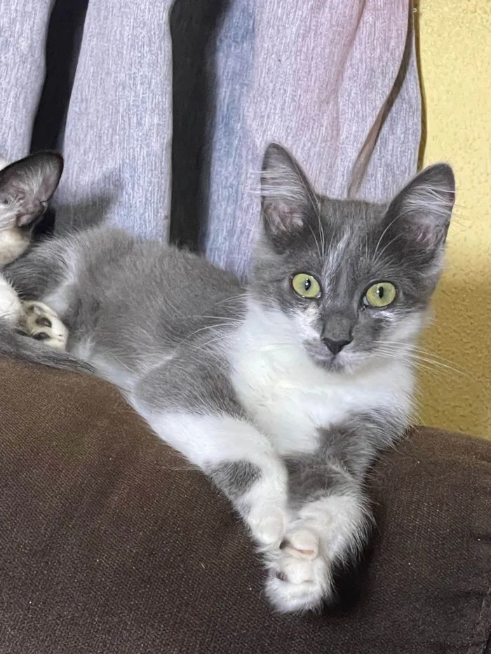 Gato ra a Siamês idade 7 a 11 meses nome Cinza
