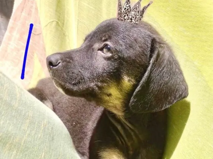 Cachorro ra a SRD-ViraLata idade Abaixo de 2 meses nome Chocolate bb2meses 