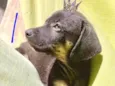 Chocolate bb2meses