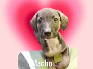 Cachorro raça SRD-ViraLata idade Abaixo de 2 meses nome Nuvem bb2meses lindo 