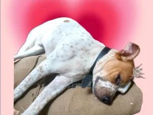 Cachorro raça SRD-ViraLata idade 7 a 11 meses nome Billy bb10meses um amor 