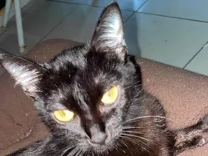 Gato raça SRD-ViraLata idade Abaixo de 2 meses nome Negona