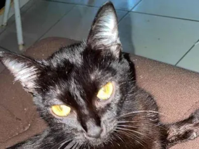 Gato raça SRD-ViraLata idade Abaixo de 2 meses nome Negona