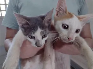 Gato raça SRD-ViraLata idade Abaixo de 2 meses nome Nome a escolha do futuro dono