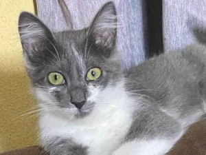 Gato raça Siamês idade 7 a 11 meses nome Cinza