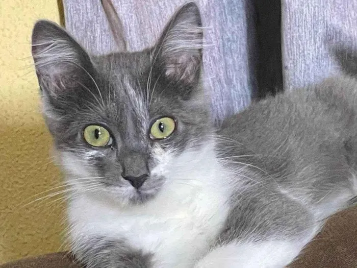 Gato ra a Siamês idade 7 a 11 meses nome Cinza