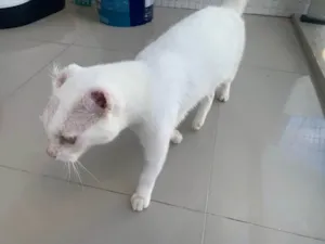Gato raça SRD-ViraLata idade 6 ou mais anos nome Cacilda