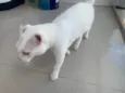 Cacilda