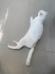 Cacilda