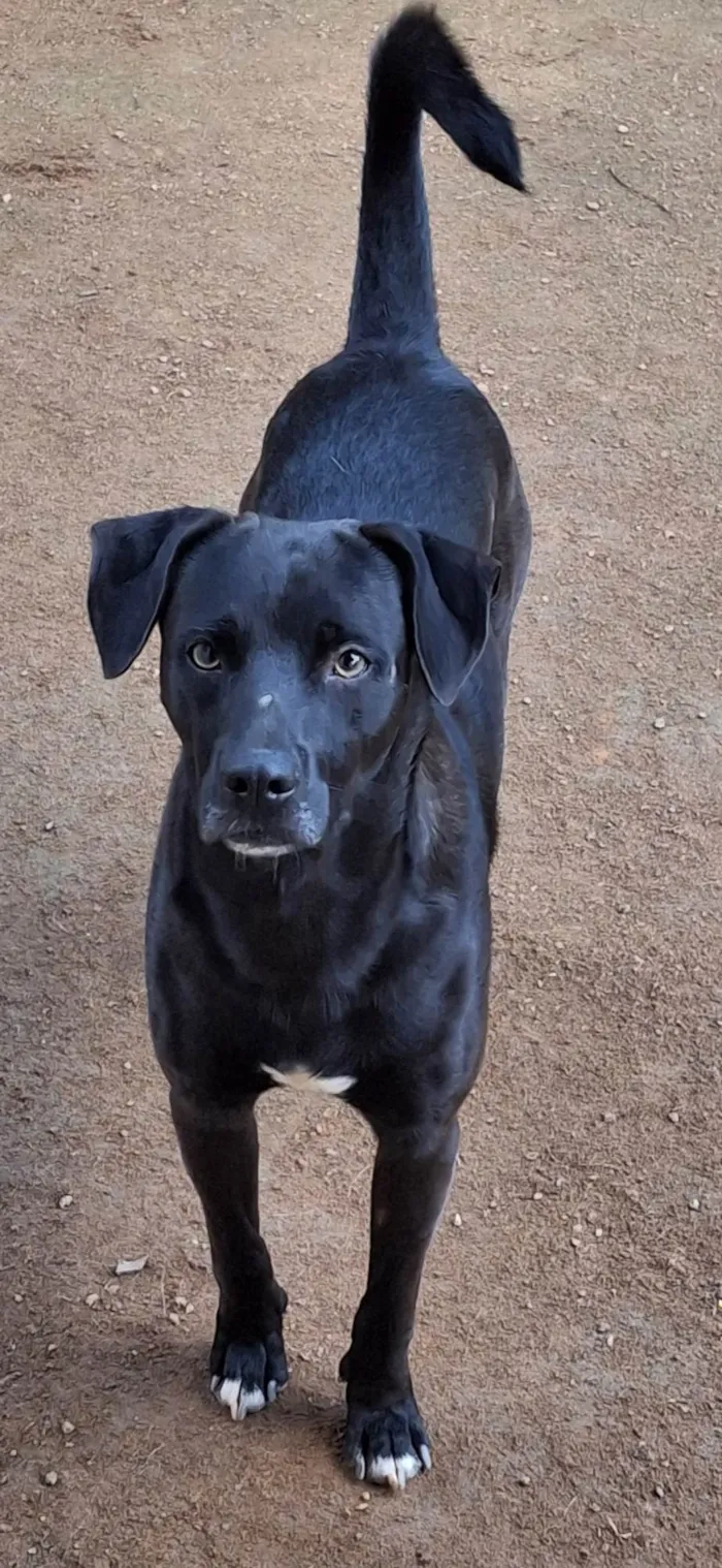 Cachorro ra a SRD-ViraLata idade 2 anos nome Kansas