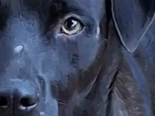 Cachorro ra a SRD-ViraLata idade 2 anos nome Kansas