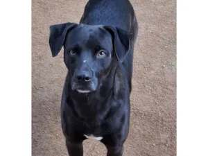 Cachorro raça SRD-ViraLata idade 2 anos nome Kansas