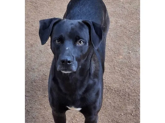 Cachorro ra a SRD-ViraLata idade 2 anos nome Kansas