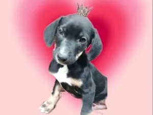 Cachorro raça SRD-ViraLata idade Abaixo de 2 meses nome Nutella bb2meses