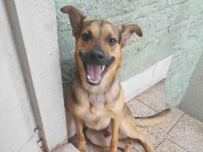Cachorro raça SRD-ViraLata idade 1 ano nome Zeus