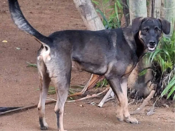 Cachorro ra a SRD-ViraLata idade 2 anos nome Denver