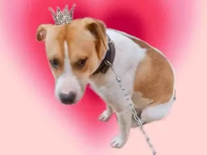 Cachorro raça SRD-ViraLata idade 7 a 11 meses nome Simon bb10meses lindo 
