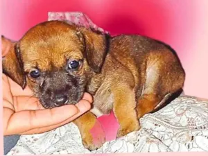 Cachorro raça SRD-ViraLata idade Abaixo de 2 meses nome Pudim bb2meses lindo porte Pequeno 