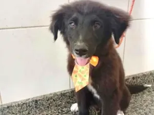 Cachorro raça SRD-ViraLata idade 2 a 6 meses nome Pitoco bb3meses lindo 