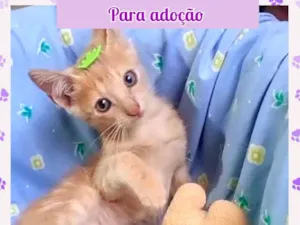 Gato raça SRD-ViraLata idade Abaixo de 2 meses nome Cheetos
