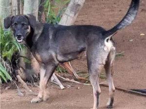 Cachorro raça SRD-ViraLata idade 2 anos nome Denver