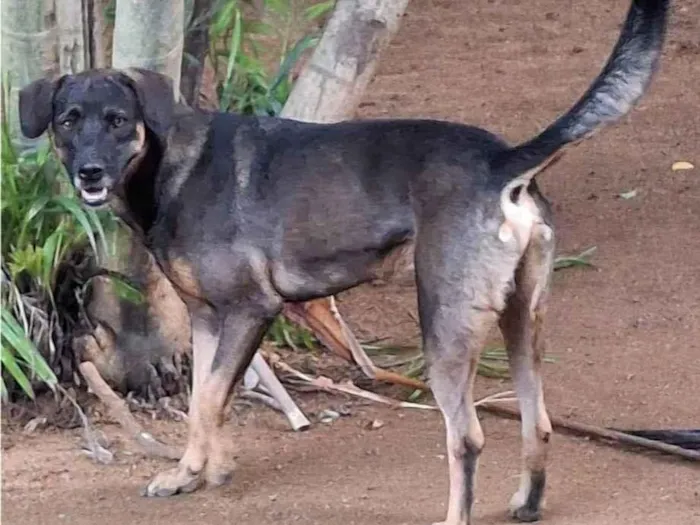 Cachorro ra a SRD-ViraLata idade 2 anos nome Denver