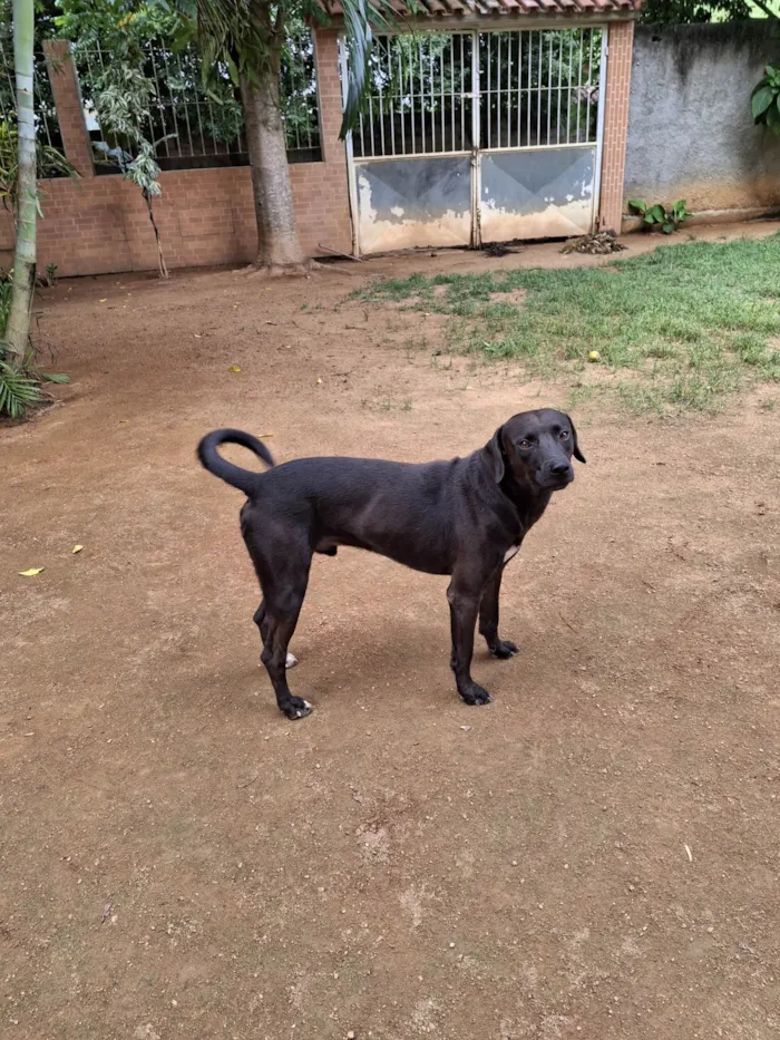 Cachorro ra a SRD-ViraLata idade 2 anos nome Montana